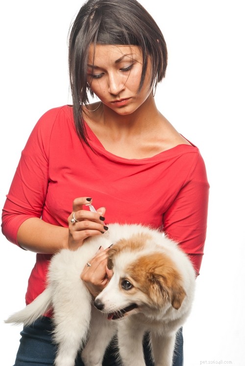 Come fare un iniezione a un cane:una breve guida video