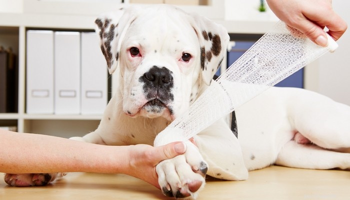 Recensione:corso di pronto soccorso per cani online Pro Pet Hero