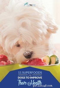 健康を改善する可能性のある犬のための11の最高のスーパーフード 