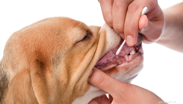Recension:Embark Dog DNA Test Kit