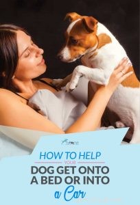 犬がベッドや車に乗り、身長を管理するのを助ける方法 