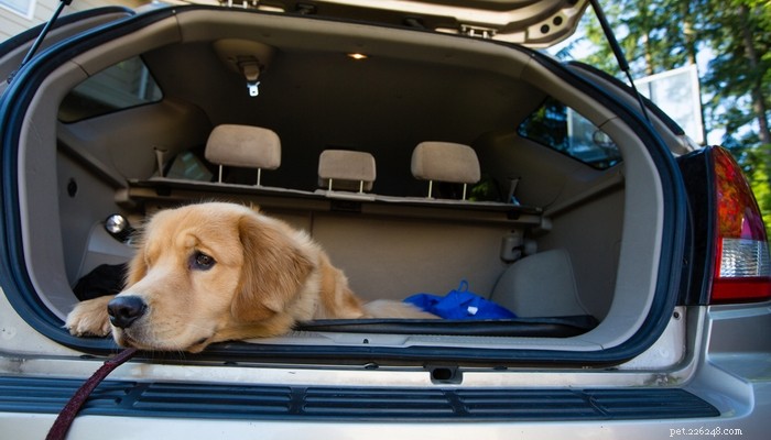 Hur man hjälper en hund att komma upp i en säng eller i en bil och hantera höjder
