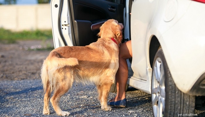 Hoe u een hond kunt helpen in bed of in een auto te stappen en hoogte te beheren