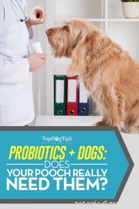 Vilka är de bästa probiotika för hundar och behöver våra husdjur dem?
