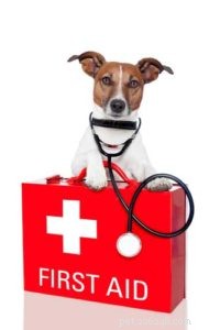 犬のためのあなたの救急箱に持っている17の必須アイテム 