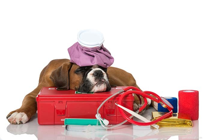 17 viktiga saker att ha i ditt första hjälpen-kit för hundar