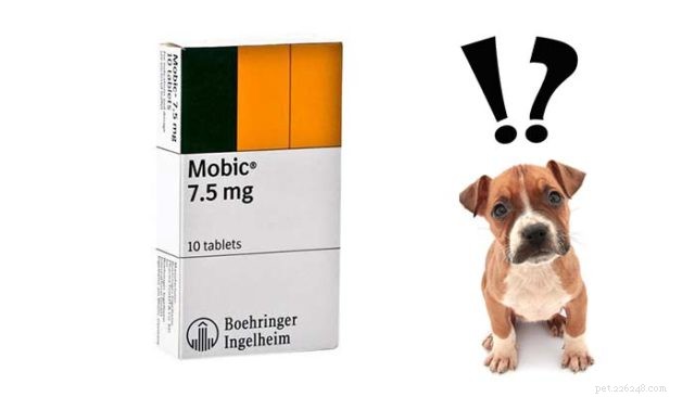Mobic voor honden 101 (Meloxicam/Metacam):kan ik mijn hond Mobic geven?