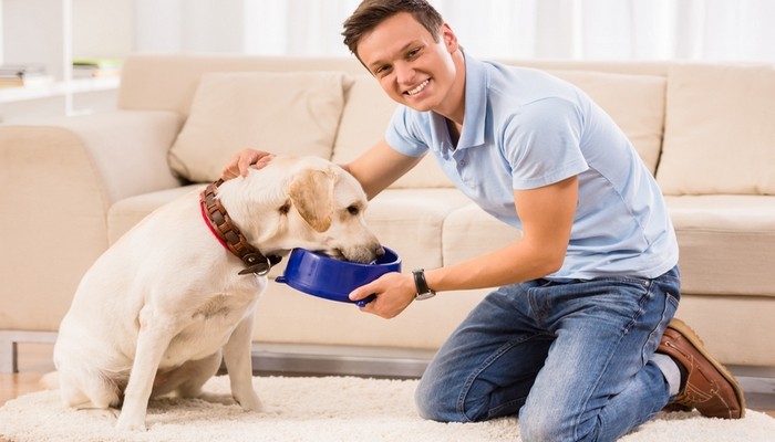 7 tips om hur man matar hundar för att hantera och förebygga allergier