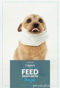 알레르기에 대처하고 예방하기 위해 개에게 먹이를 주는 방법에 대한 7가지 팁
