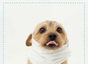 7 tipů, jak krmit psy, aby se vypořádali s alergiemi a jak jim předcházeli