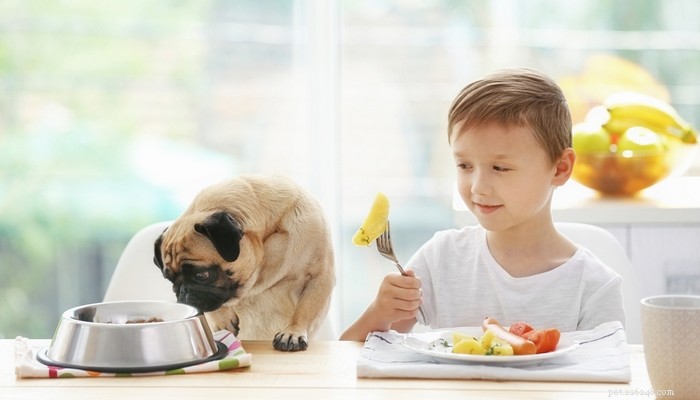 알레르기에 대처하고 예방하기 위해 개에게 먹이를 주는 방법에 대한 7가지 팁