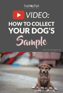 Come raccogliere un campione di urina da un cane