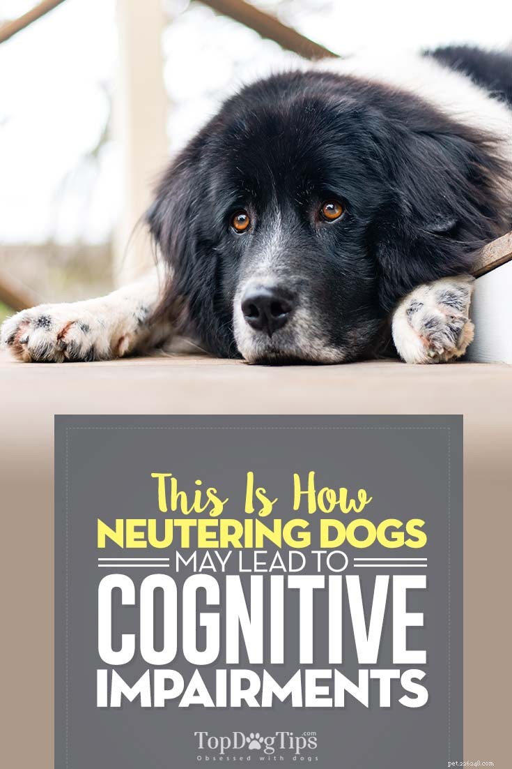 Hur kastrering av hundar kan leda till kognitiva skador