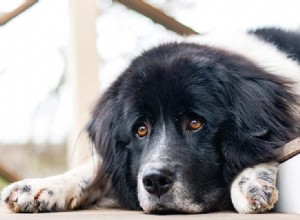 Jak může kastrace psů vést ke kognitivním poruchám