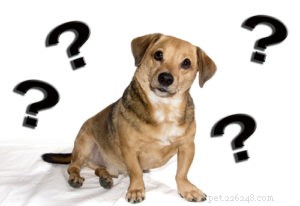 避妊去勢手術犬がどのように認知障害につながる可能性があるか 