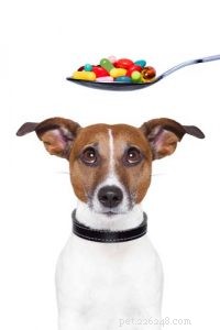 7 integratori consigliati dai veterinari per cani