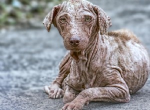 Человечка у собак:симптомы, профилактика и лечение