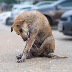 Mange in Dogs:Příznaky, prevence a léčba