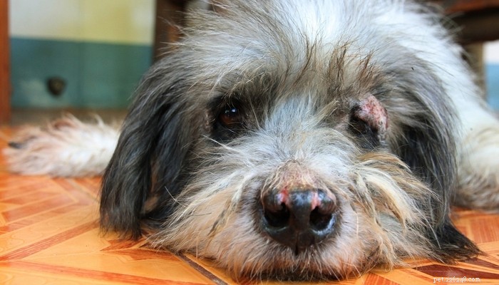 Mange in Dogs:Příznaky, prevence a léčba