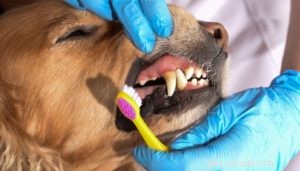 La guida definitiva alla cura dei denti del cane