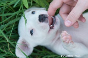 Полное руководство по уходу за зубами собак