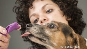 O melhor guia para cuidados dentários de cães