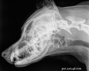 De ultieme gids voor tandheelkundige zorg voor honden