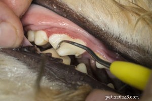 De ultieme gids voor tandheelkundige zorg voor honden