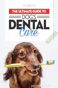 O melhor guia para cuidados dentários de cães