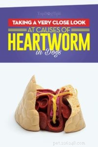 De oorzaken van hartworm bij honden onder de loep nemen