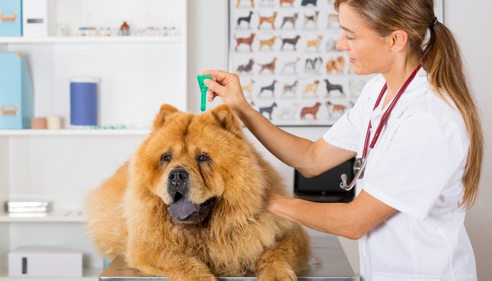 Ta en noggrann titt på orsakerna till hjärtmask hos hundar