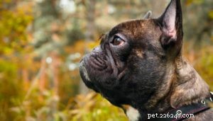 Examinando atentamente as causas da dirofilariose em cães