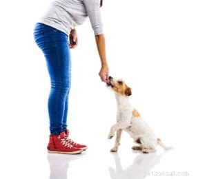 Examiner de très près les causes de la dirofilariose chez le chien