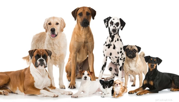 Gezondheid van rashonden versus straathonden:welke honden zijn gezonder?