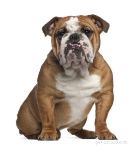 純血種の犬と雑種の健康：どちらの犬が健康ですか？ 