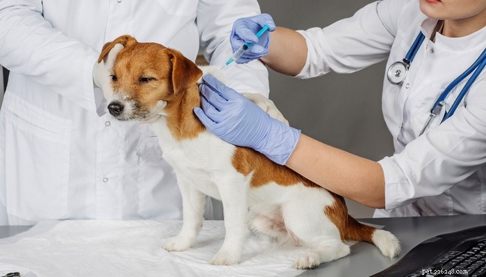 Hälsa hos renrasiga hundar vs. Mutts:Vilka hundar är friskare?