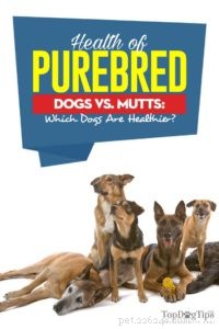 Hälsa hos renrasiga hundar vs. Mutts:Vilka hundar är friskare?