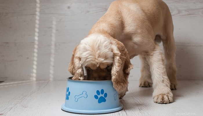 Панкреатит у собак:симптомы, домашнее и ветеринарное лечение, профилактика