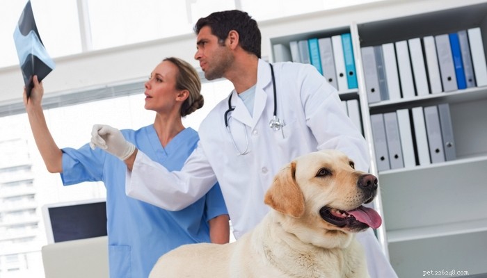 Bukspottkörtelinflammation hos hundar:symtom, hem- och veterinärbehandlingar, förebyggande