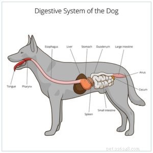 Pancreatitis bij honden:symptomen, thuis- en veterinaire behandelingen, preventie