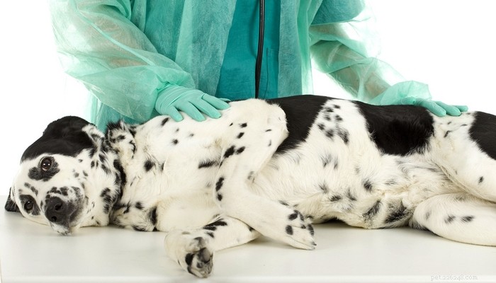 Pancréatite chez le chien :symptômes, traitements à domicile et vétérinaires, prévention