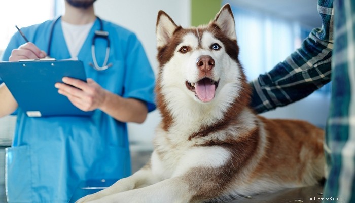 Pancreatitis bij honden:symptomen, thuis- en veterinaire behandelingen, preventie