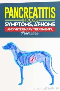 Bukspottkörtelinflammation hos hundar:symtom, hem- och veterinärbehandlingar, förebyggande