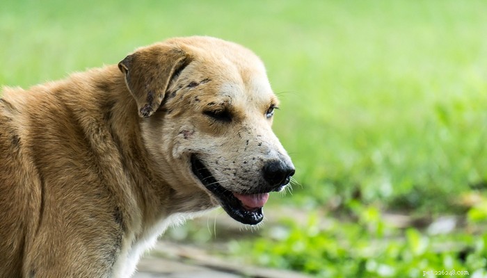 Qu est-ce que le lupus érythémateux disséminé chez le chien ?