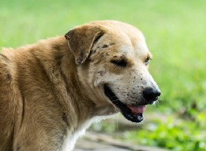 O que é lúpus eritematoso sistêmico em cães?