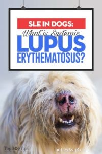 O que é lúpus eritematoso sistêmico em cães?