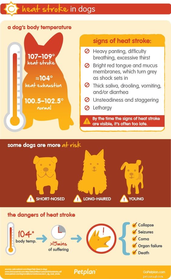 犬の熱射病を予防および治療するための8つのステップ 