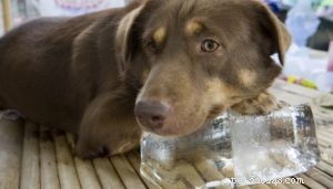 8 kroků k prevenci a léčbě úpalu u psů