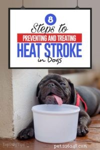 8 étapes pour prévenir et traiter les coups de chaleur chez les chiens