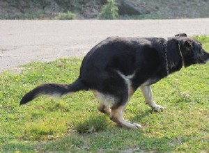 constipação canina:12 maneiras de prevenir e tratá-la